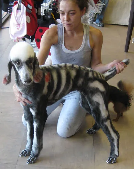 Phaedra the Skelepoodle