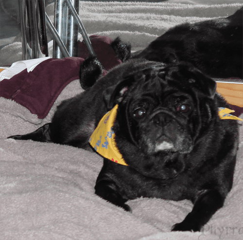 What to Do if Your Pet is Lost