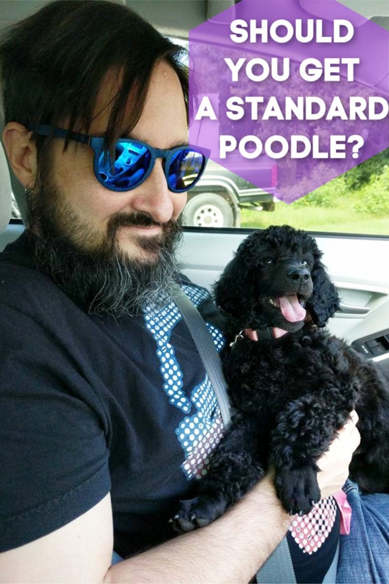 Should You Get a Standard Poodle?